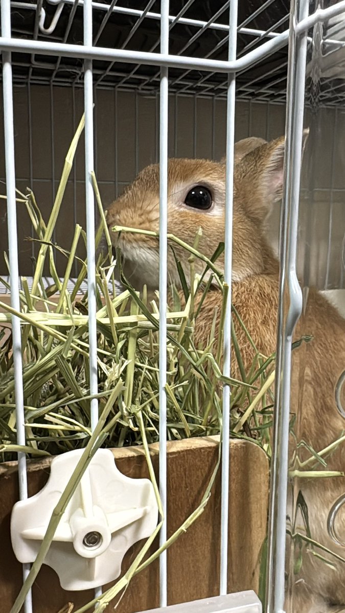 coco_usagi37's tweet photo. 牧草飲まれてる…w
#ウサギ
#うさぎ https://t.co/pmo5pqR398