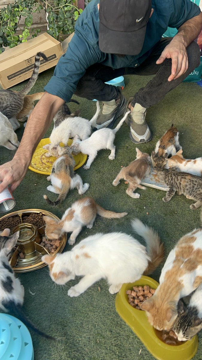 RescueCare's tweet photo. They are eating today because I couldn’t let their bowls stay empty.❤️🐾
I took this food from the store with a promise to pay for it within a week.

To every friend who has helped us through these difficult days, thank you from my heart. Your kindness is the reason we have been able to keep going.❤️🙏🌸

Now I need my friends beside me to keep that promise. Please help us pay for their food.🙏💔

PayPal: https://t.co/eL95czBcm6
GoFundMe: https://t.co/hYA2hXUDDU

#Gaza #AnimalRescue #CatRescue