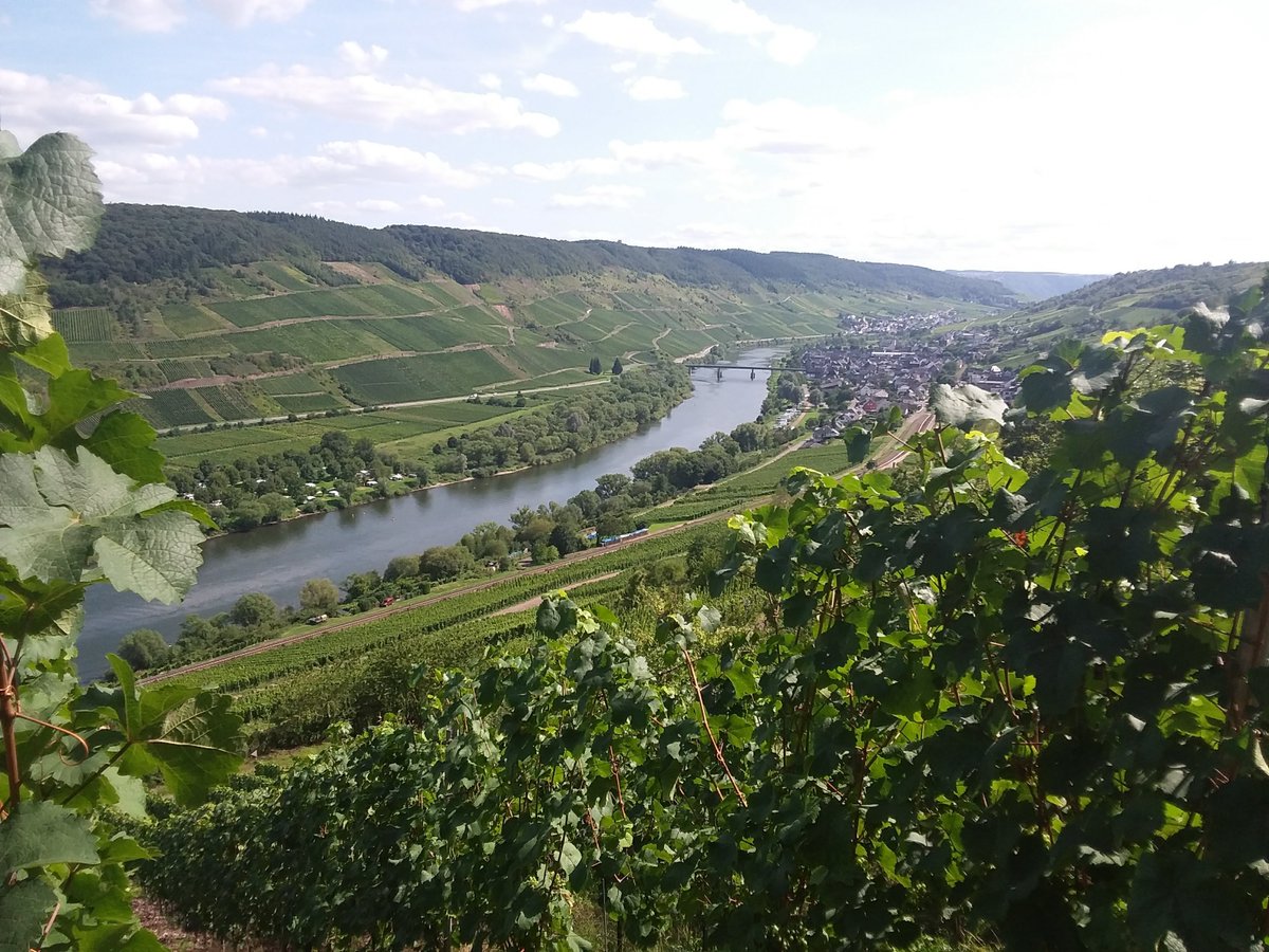 photogirl_marie's tweet photo. #Waldzeit #Waldtage  Deutsche Waldtage  aus dem Archiv Rheinland-Pfalz  Moselregion zwischen Trier und Koblenz 2019 https://t.co/wzYkHHBNJP