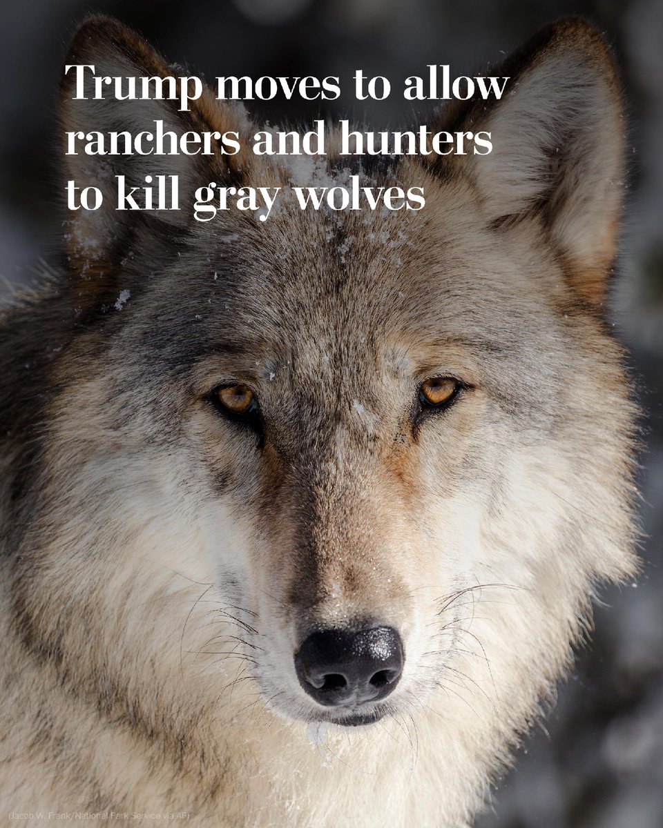 washingtonpost's tweet photo. President Trump ordered the Interior Department to begin the process of removing endangered-species protections for gray wolves.

That would “open the door for brutal killing,” said Kitty Block, president and CEO of Humane World for Animals. https://t.co/pJ4qcRXlHV https://t.co/aqNzNDHnRC