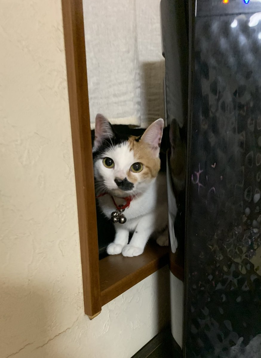 jun_nogi105's tweet photo. 子猫2匹来た日のさくらちゃんは隅っこにいました。 https://t.co/XadJLvjAHP