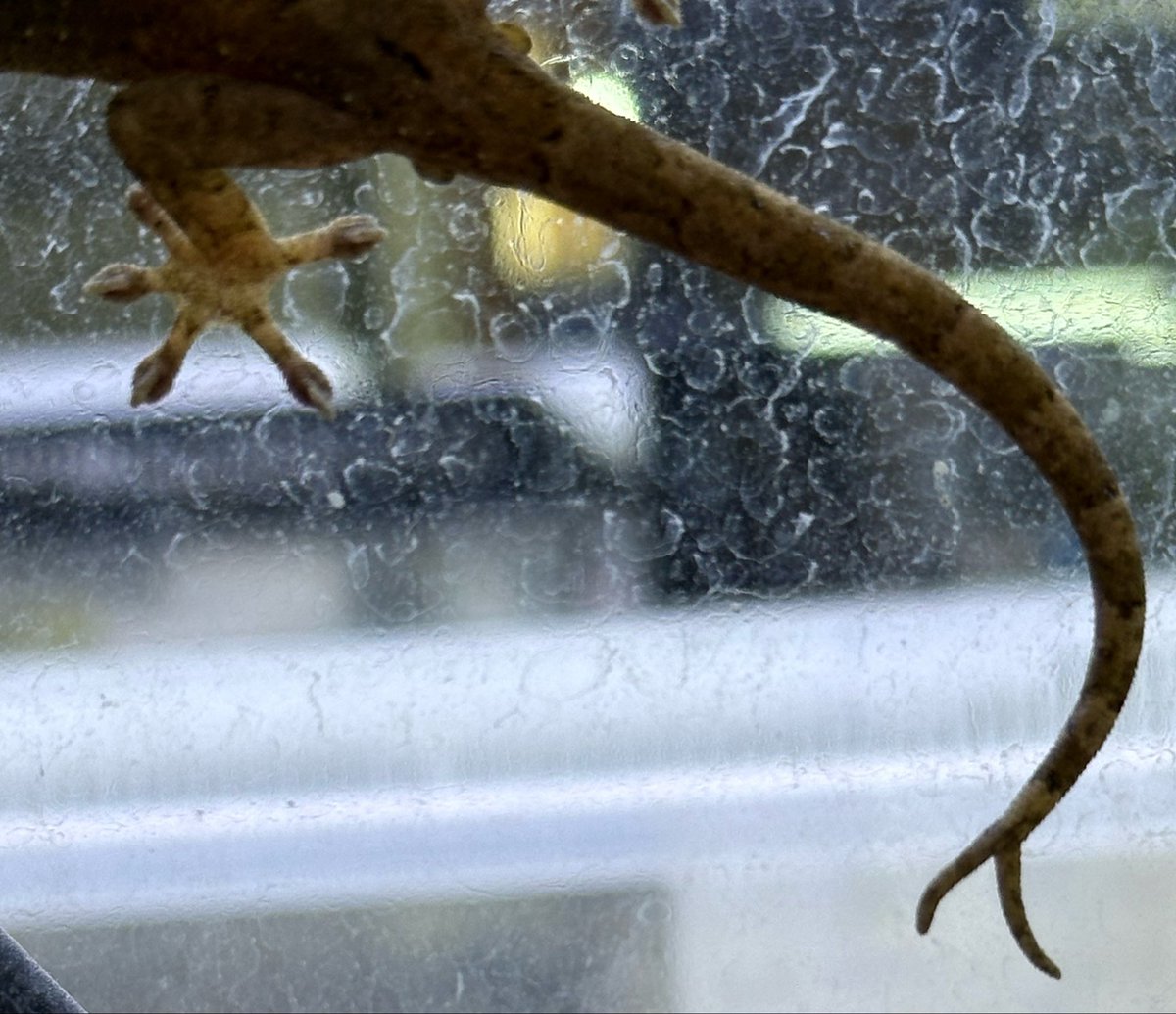 animal_KOBAR's tweet photo. ミナミヤモリ ペア新入荷です🆕🦎
いいサイズなので繁殖してみては如何でしょうか💁🏻
オスの尾っぽの先が二つに分かれています😙
コオロギぱくぱく食べています🦗
#札幌爬虫類 #animalkobar #アニマルコバー #コバー #札幌爬虫類ショップ #ミナミヤモリ https://t.co/qrOi5N1VSB