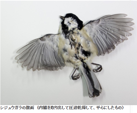 romantist888's tweet photo. シジュウガラの外部被ばくと内部被ばく
https://t.co/20bPZEfK4Q
＞浪江町の空間線量９．５μ㏜という高放射能汚染地域で、墜落して間もないと思われるシジュウガラの死体を発見した。その、内臓を取り出して、遺体全身と内臓を乾燥させて、それぞれのオートラジオグラフに撮像し、放射能も測定した。 https://t.co/bUPrfdEO7E