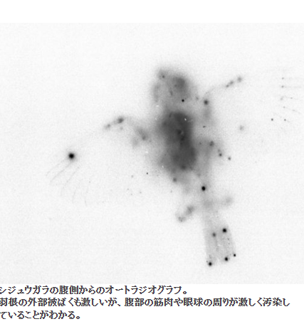 romantist888's tweet photo. シジュウガラの外部被ばくと内部被ばく
https://t.co/20bPZEfK4Q
＞浪江町の空間線量９．５μ㏜という高放射能汚染地域で、墜落して間もないと思われるシジュウガラの死体を発見した。その、内臓を取り出して、遺体全身と内臓を乾燥させて、それぞれのオートラジオグラフに撮像し、放射能も測定した。 https://t.co/bUPrfdEO7E