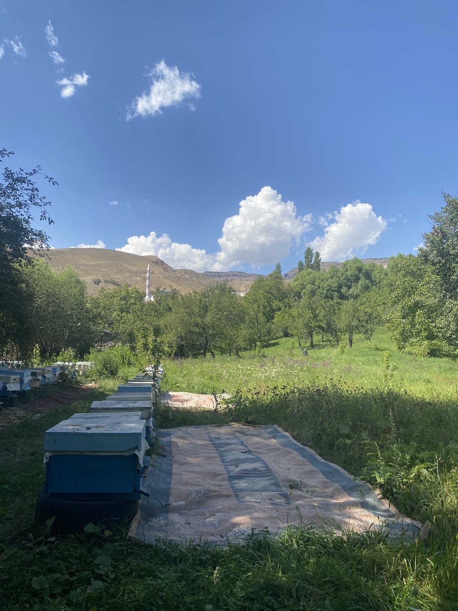 PkHuseyin's tweet photo. 📍Kars - Kağızman- Günindi köyü ( Kers)
Çocukluk hatıralarının dün gibi yeni ve   canlı olduğu bahçemiz. 
Ağacın dalları gökyüzüne doğru ne kadar yükselse de kökleri de bir o kadar derine doğru . https://t.co/nGmmjDCklx