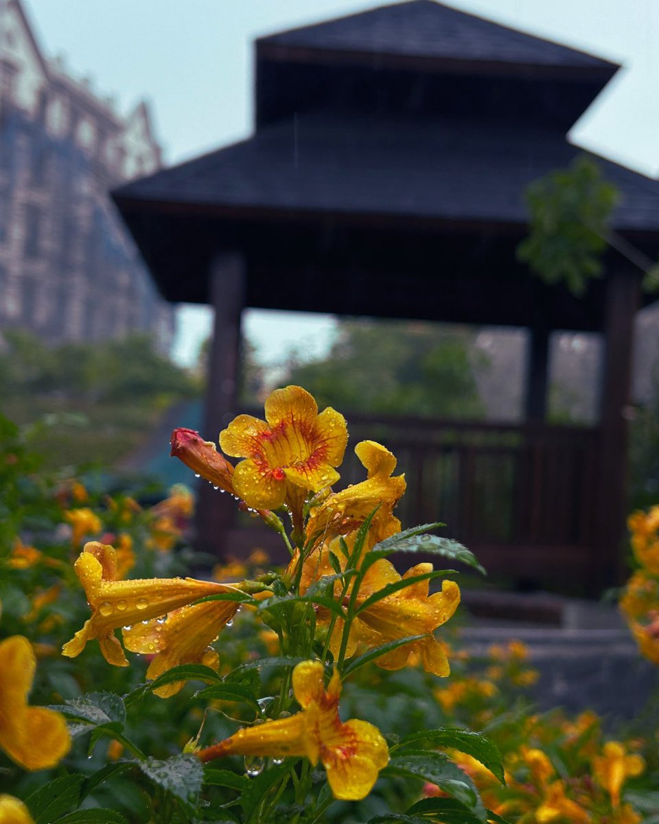 RootedInZoho's tweet photo. Rain-kissed golden blooms brighten a quiet corner of our campus. 🌼💧🌿 https://t.co/tskb0K1Ew7