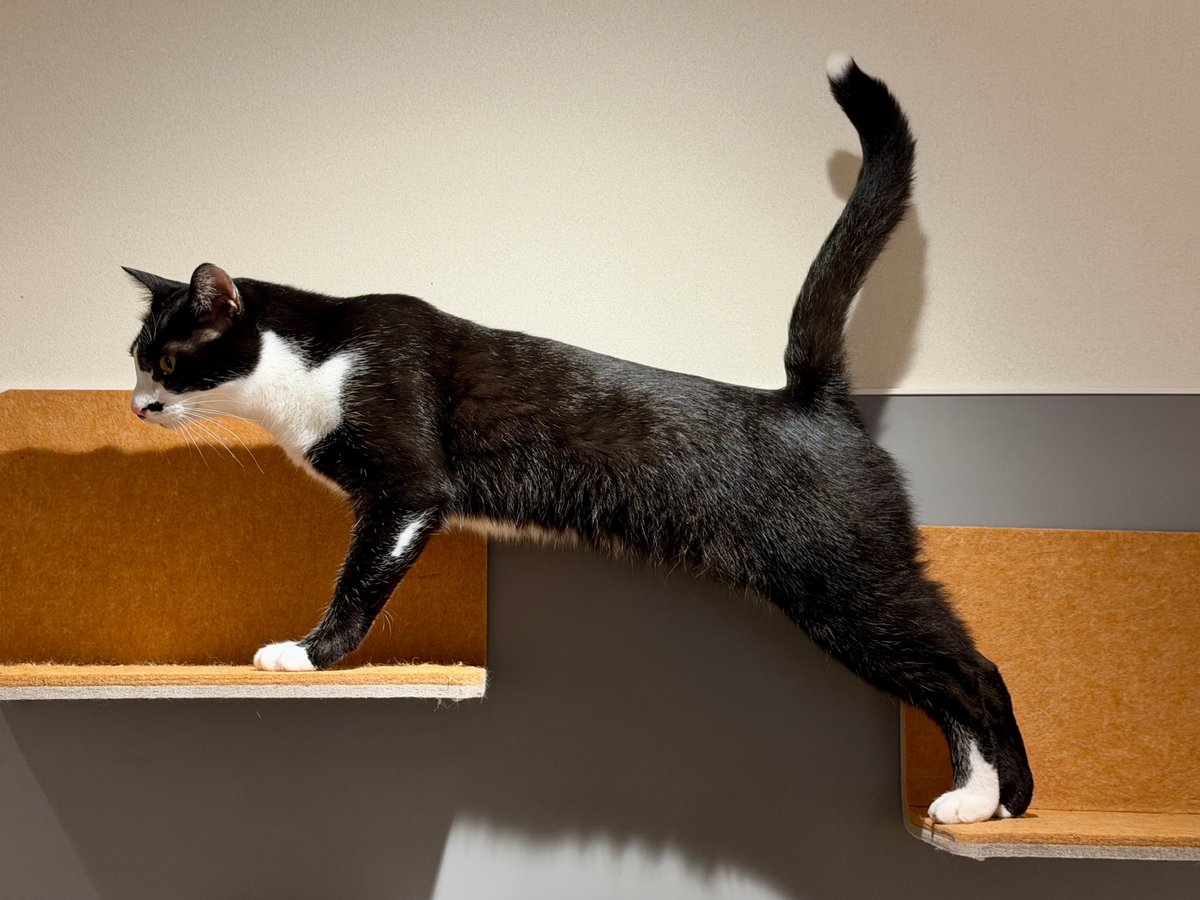akihirocamera's tweet photo. #cat #catcafe #fullcat #cute #photo #iPhone17promax https://t.co/wj3YsZE7wp