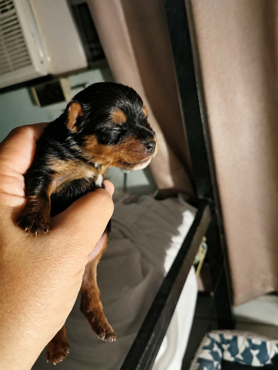 jojopollack's tweet photo. #Luca #Lucho #FurBabies https://t.co/PoVMHPuz8o