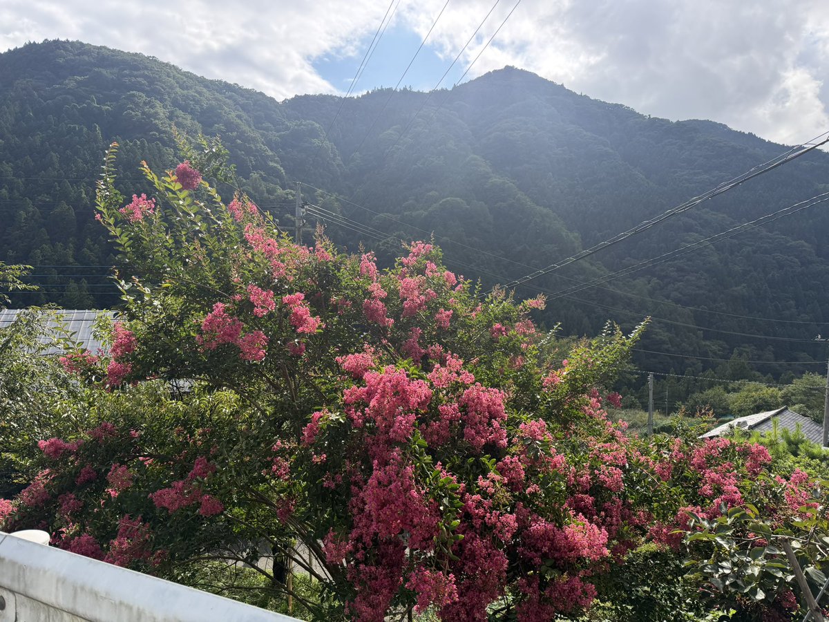 seshikou's tweet photo. 群馬県神流町にある塩沢百日紅園🐒

ここ連日の雨もあってか、サルスベリの花はだいぶ散ってしまっていたけど、雨上がりの晴れ間に映えるピンクや赤が綺麗だった

展望台は少しスリリングでしたね💦 https://t.co/ozxvFkDIzj