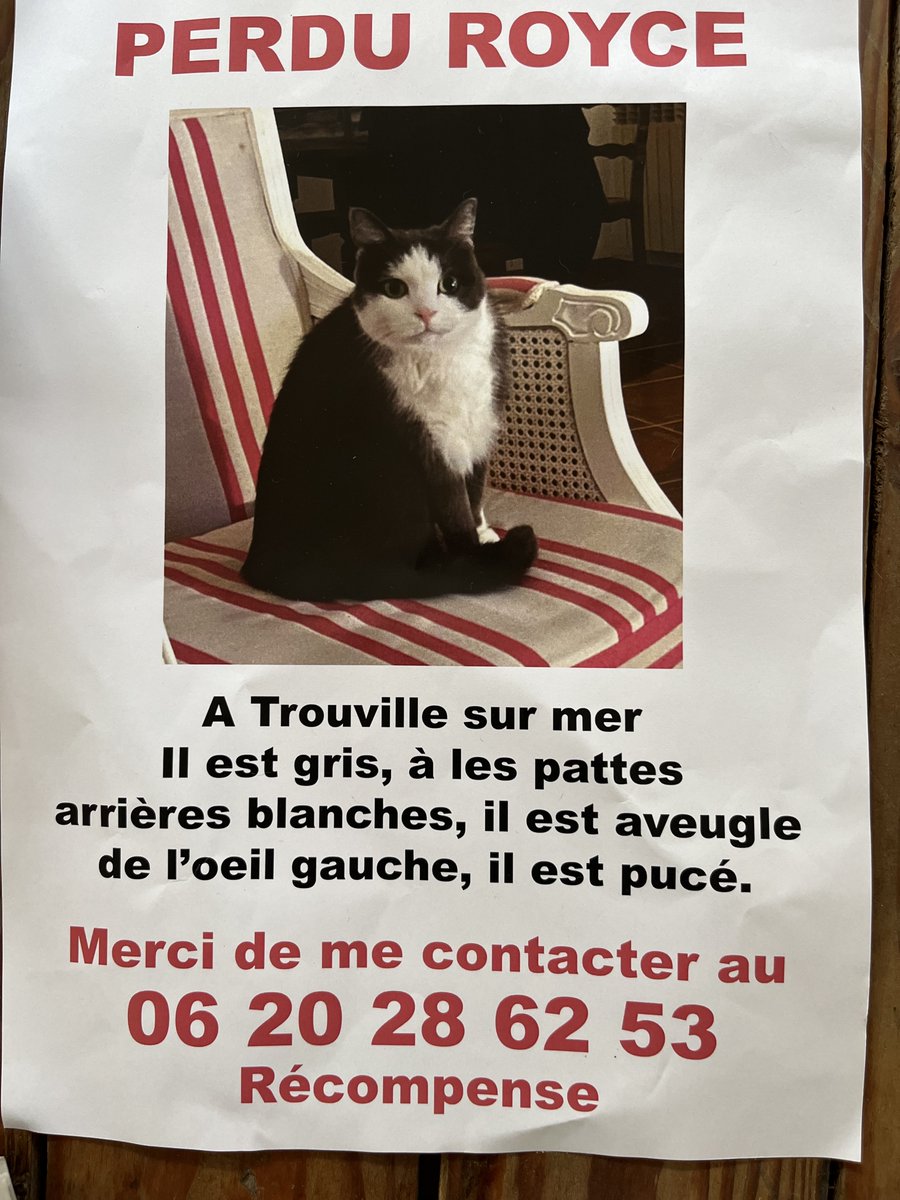 cazeaux_go43837's tweet photo. Nous sommes à Trouville et notre fille a perdu son chat . S’il y a des Trouvillais parmi vous , s’il vous plais d’ouvrir l’œil. Merci infiniment https://t.co/AfL4fuwGiX
