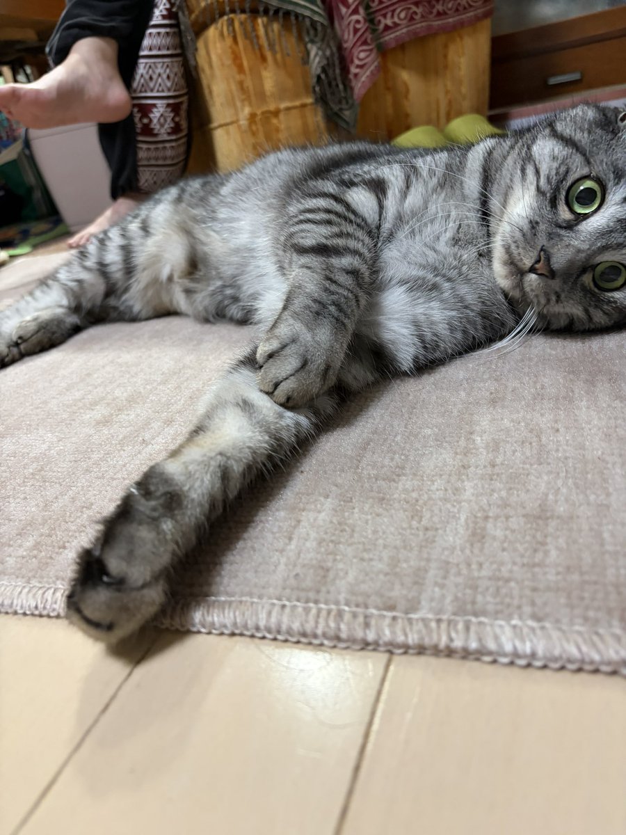 su91115301's tweet photo. ユキさんの足腰を考えて…
フローリングに小さなカーペットを追加。
すぐに気に入っていただいて、敷いたそばからくつろいでます✨✨
良かった〜✨✨ https://t.co/oQguFvcBpl