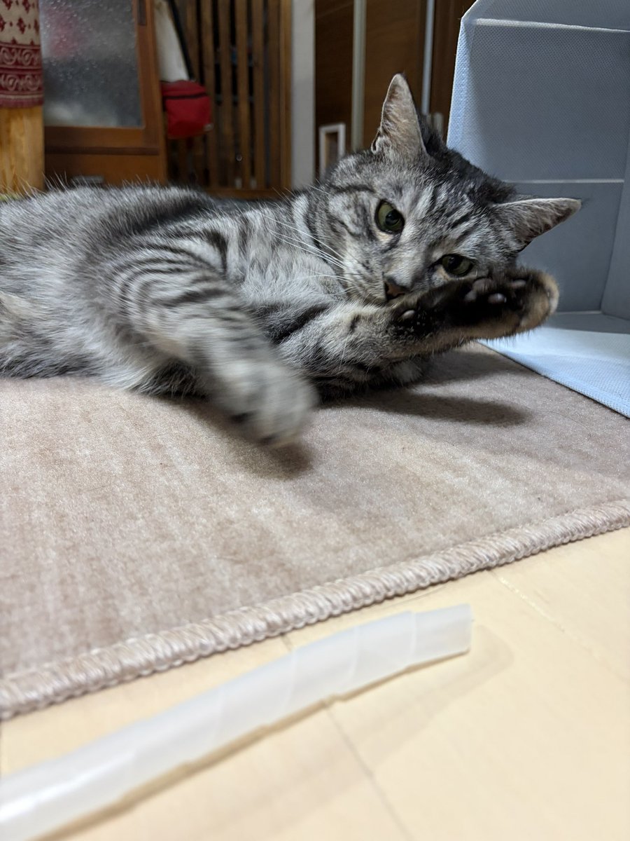 su91115301's tweet photo. ユキさんの足腰を考えて…
フローリングに小さなカーペットを追加。
すぐに気に入っていただいて、敷いたそばからくつろいでます✨✨
良かった〜✨✨ https://t.co/oQguFvcBpl