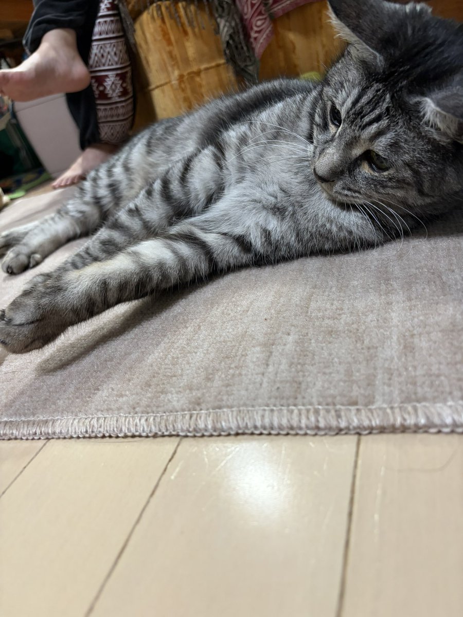 su91115301's tweet photo. ユキさんの足腰を考えて…
フローリングに小さなカーペットを追加。
すぐに気に入っていただいて、敷いたそばからくつろいでます✨✨
良かった〜✨✨ https://t.co/oQguFvcBpl