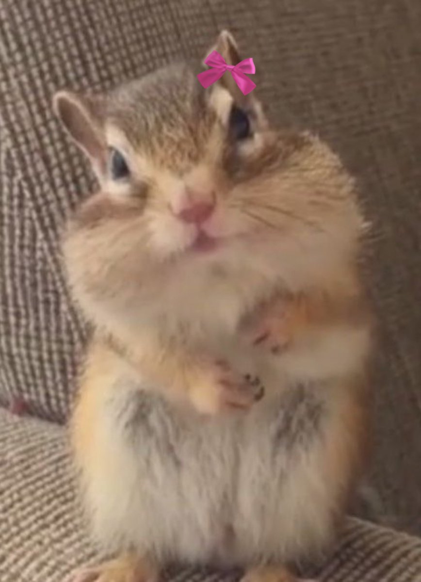 hobibows's tweet photo. Squirrel bowbi 🐿🎀✨️ https://t.co/iuu7nt7aAj