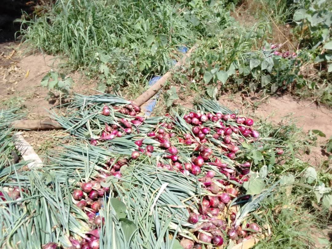 IPCORGANISATION's tweet photo. 🌱 Community-led development creates lasting change.
IPC works with pastoralist communities to promote peace, resilience, sustainable livelihoods, and locally driven solutions.
🤝 Empowering communities. Building a better future.
#IPC #Pastoralists #CommunityDevelopment #IGAD #AU https://t.co/mpf0tLmmw3