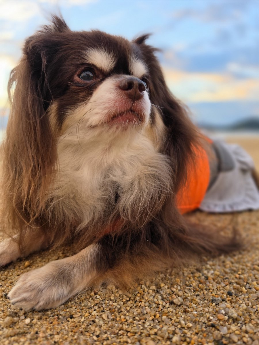 nao_feat_tk's tweet photo. こんばんワン🐕️🌙

９月になりまちたね～🐕️✨

いつかの夕暮れ散歩でしゅ🐕️🐾 https://t.co/O0Zd6cONWA