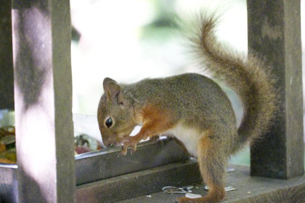 mensore21's tweet photo. ニホンリス  ✈️

#井の頭自然文化園 
#ニホンリス #リス #japanesesquirrel #squirre #動物園 #動物 #animal #zoo #動物が好きな #動物好きな人と繫がりたい #リスが好き #動物写真 #動物園写真 

🍵 https://t.co/TzE4JGldRW