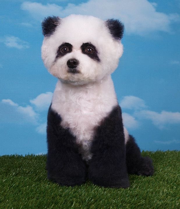 TinoVainamoine3's tweet photo. If you know how to do this, contact me. #glowup #dog #panda #hetarp #hetalia https://t.co/MQSMQrzZF6