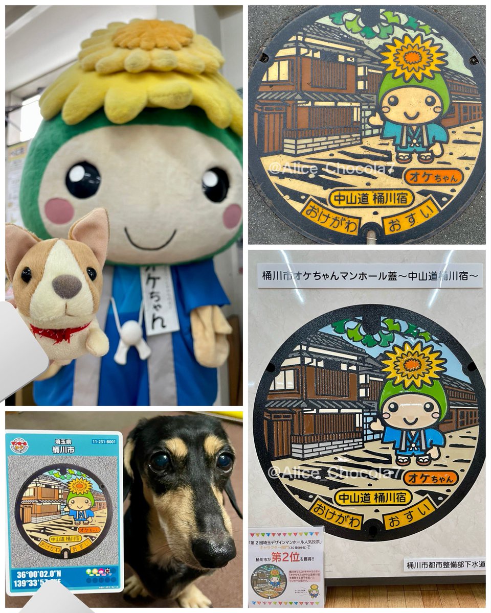 Alice_Chocola7's tweet photo. 桶川市マンホールコレクション①

マンホールカード135枚目&amp;デザインマンホール
・中山道桶川宿を散策するオケちゃん(カラー/展示)

歴史と #オケちゃん のかわいらしさを両立したデザインですね😊

等身大？のオケちゃんもいたよ！
アリスと一緒に📸
#マンホールカード
#ミニチュアダックス https://t.co/D14rS9riCK
