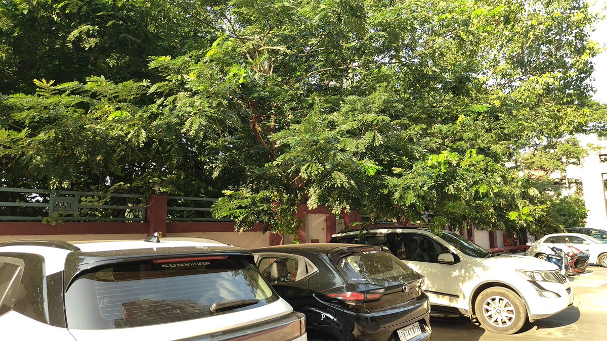 METRajan's tweet photo. @chennaicorp 

Pls cut / Prune the trees coming inside the TNHB Towers Flats.

Trees overgrown and branching from Skating ground side, Pulla Avenue side, 8th cross road side into our flats.

Location : TNHB Towers Flats, Pulla Avenue.

Photo taken - 05Sep26 7:30AM.

Ward 101 https://t.co/wWvCzitLUU