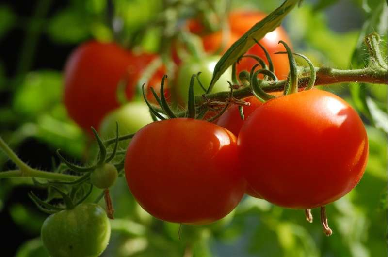 2026Adv12990's tweet photo. Beneficial bacteria support tomato growth and suppress disease read more: https://t.co/vkAljrYBzx  To Know More Information About Adv. PSPB 2027 Visit Our Website: https://t.co/GhkmIHgomg #agriculture #farming #farm #farmers  #livingwithplants #plantsplants #airplants #plants https://t.co/D6hk24z35V
