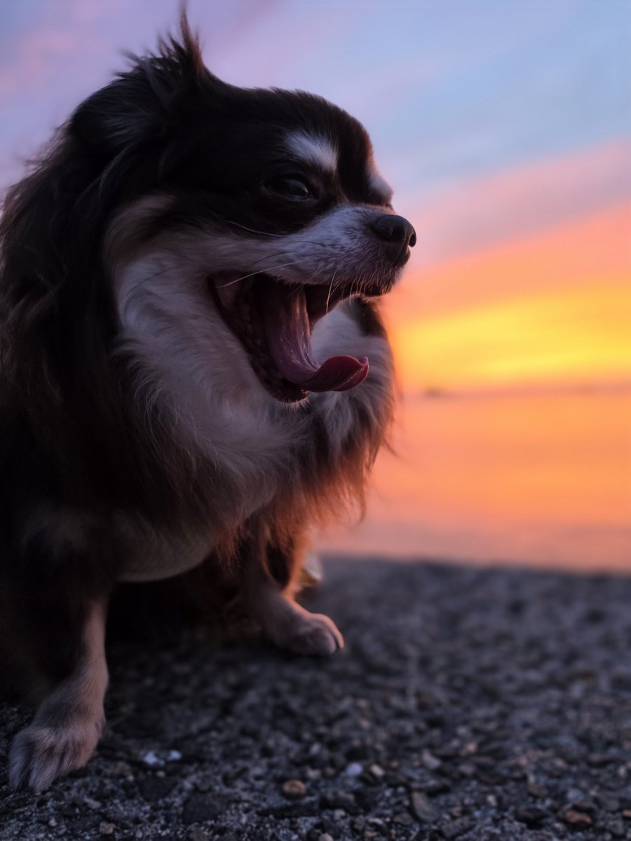 nao_feat_tk's tweet photo. そして今日🐾
いぃ感じに焼けまちたよ～🐕️🎶

今月も🐾よろちくでしゅよ～🐕️
💕💕💕ﾟ+(人・∀・*)+｡💕💕💕 https://t.co/7kTz8omC9b