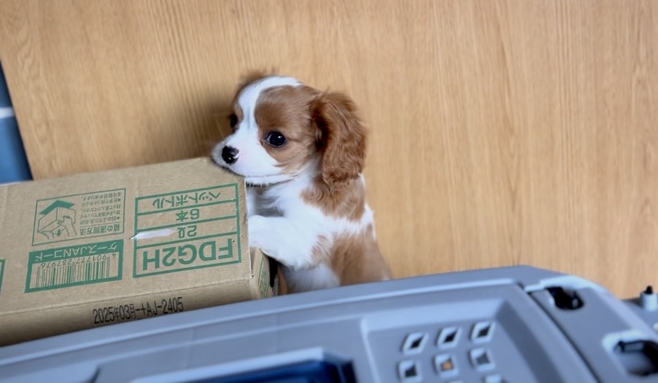 Jikkanoinu420's tweet photo. ダンボールを噛むイタズラちびちび

#キャバリア
#犬
#dog https://t.co/zvk2e0BN1X