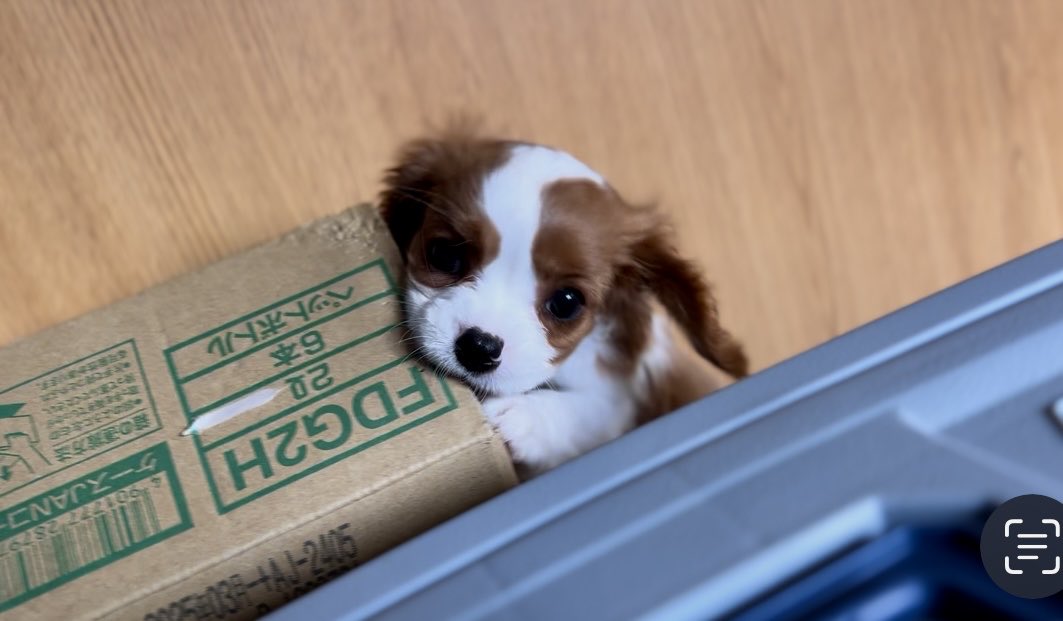 Jikkanoinu420's tweet photo. ダンボールを噛むイタズラちびちび

#キャバリア
#犬
#dog https://t.co/zvk2e0BN1X