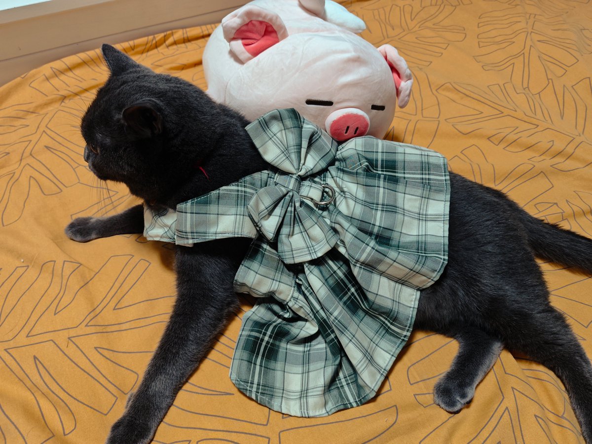Kaoya036's tweet photo. 🐱&amp;🐷 https://t.co/o5IswFXN1x
