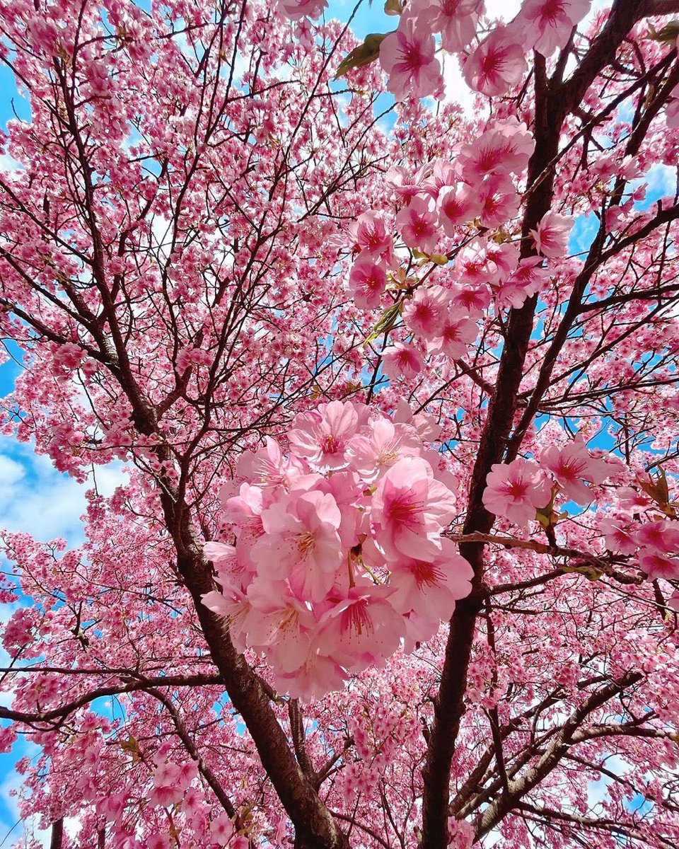 JeanetteEliz's tweet photo. Hello Everyone! 🩷🩵 Have a beautiful day 💞🌸💕 https://t.co/ZrTJ1c71V9