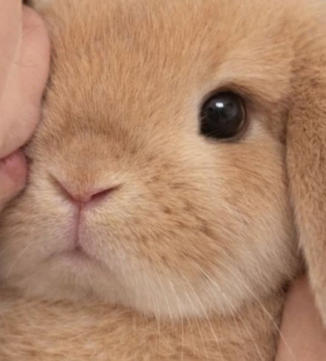 hoon_iceprince's tweet photo. this bunny is about to be smothered with headpats and lots of kisses from me https://t.co/vTEIlZzKrz