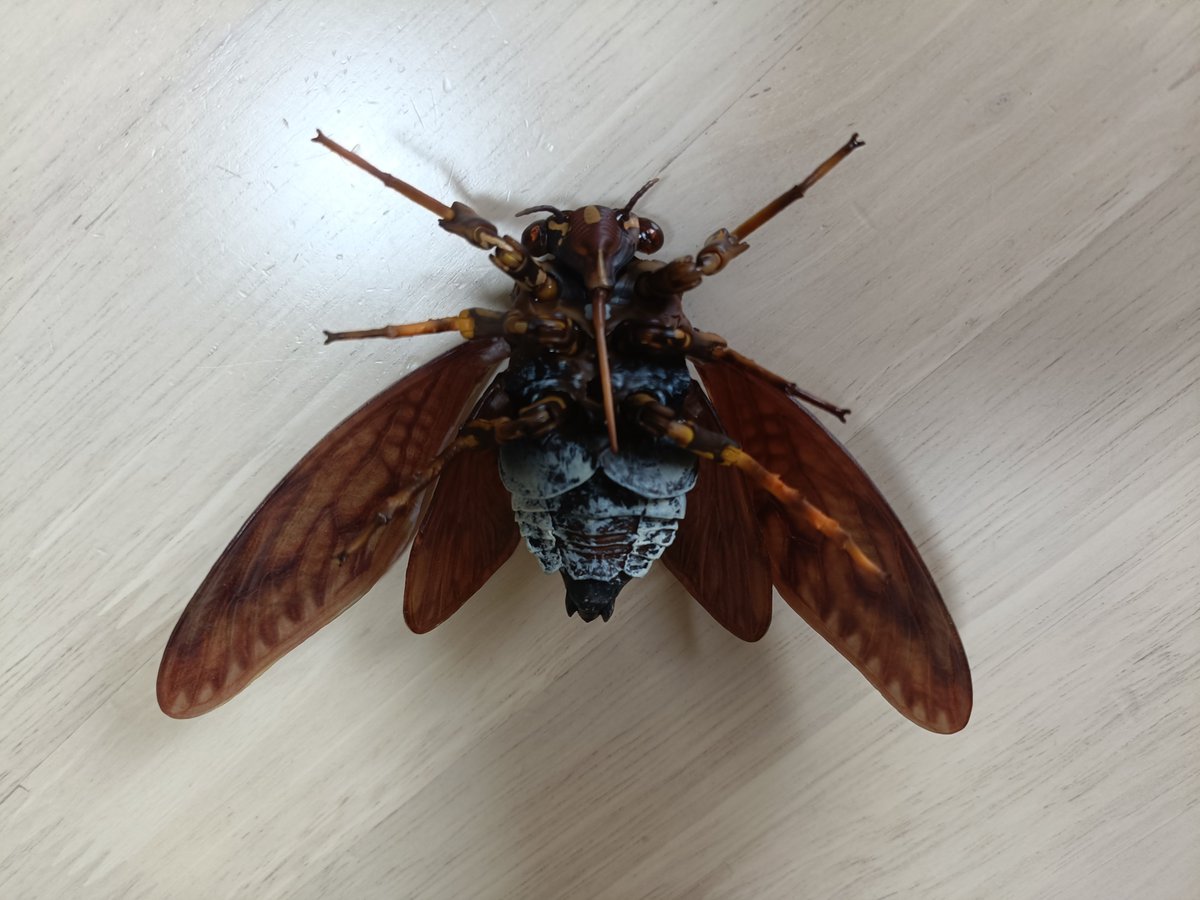 _Ryomarin's tweet photo. 虫とか嫌いなんだけどこのリアルさは欲しくなってしまってついガチャガチャしてしまった🤭まじでリアルすぎてキモすぎるww今後我が家でイタズラ用で活躍する予定ですわら https://t.co/liUB6VjwHU