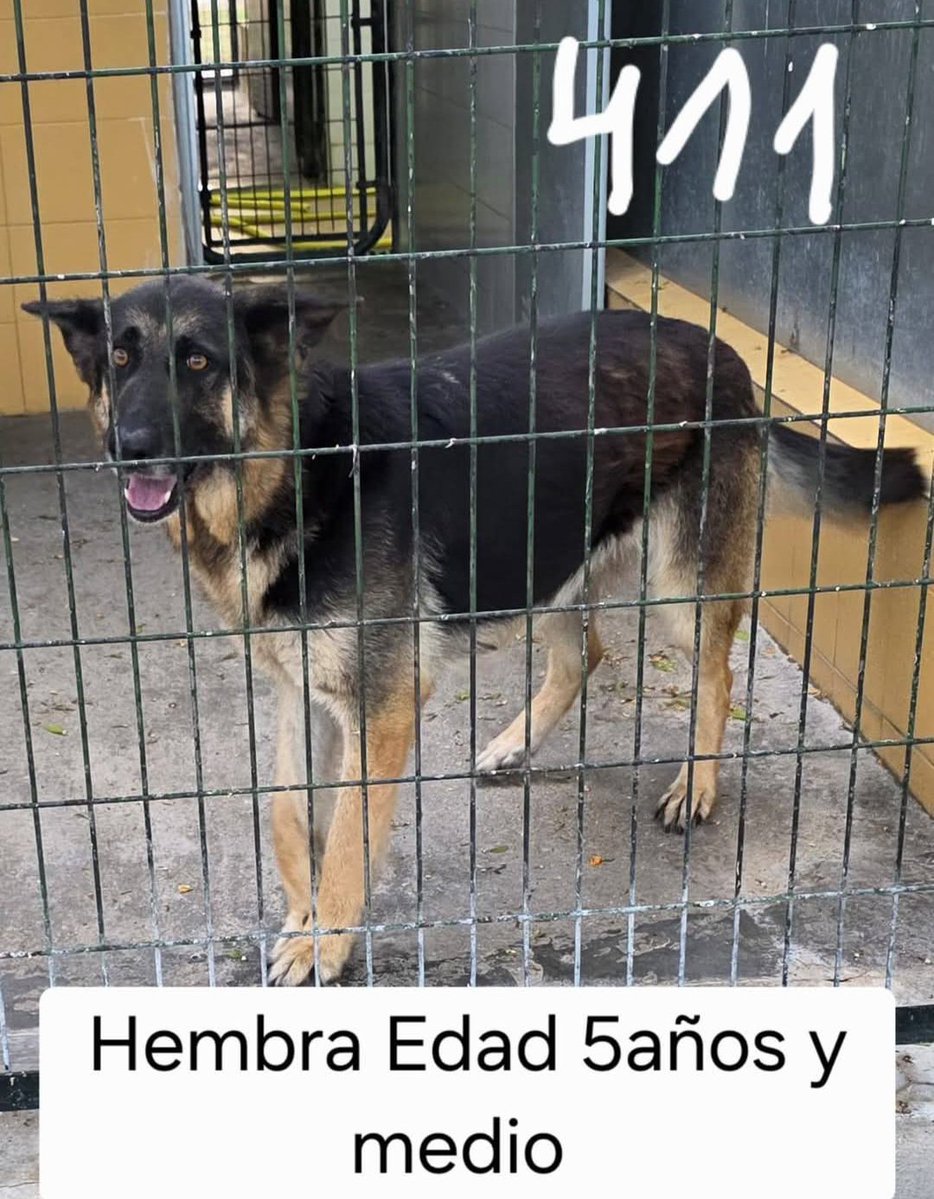 MarioliRm's tweet photo. Jerez
Esta hembra lo tenía todo y lo ha perdido pues su dueño ha fallecido 😥
No entiende nada y se está dejando morir de la depresión,vamos a consentirlo?PIEDAD
Es noble,buena y cariñosa,por favor es un ruego acogida indefinida o adopción 🙏🙏🏿
WhatsApp 629879220 o ☎️ 652221178 https://t.co/nvLfKfhkWK