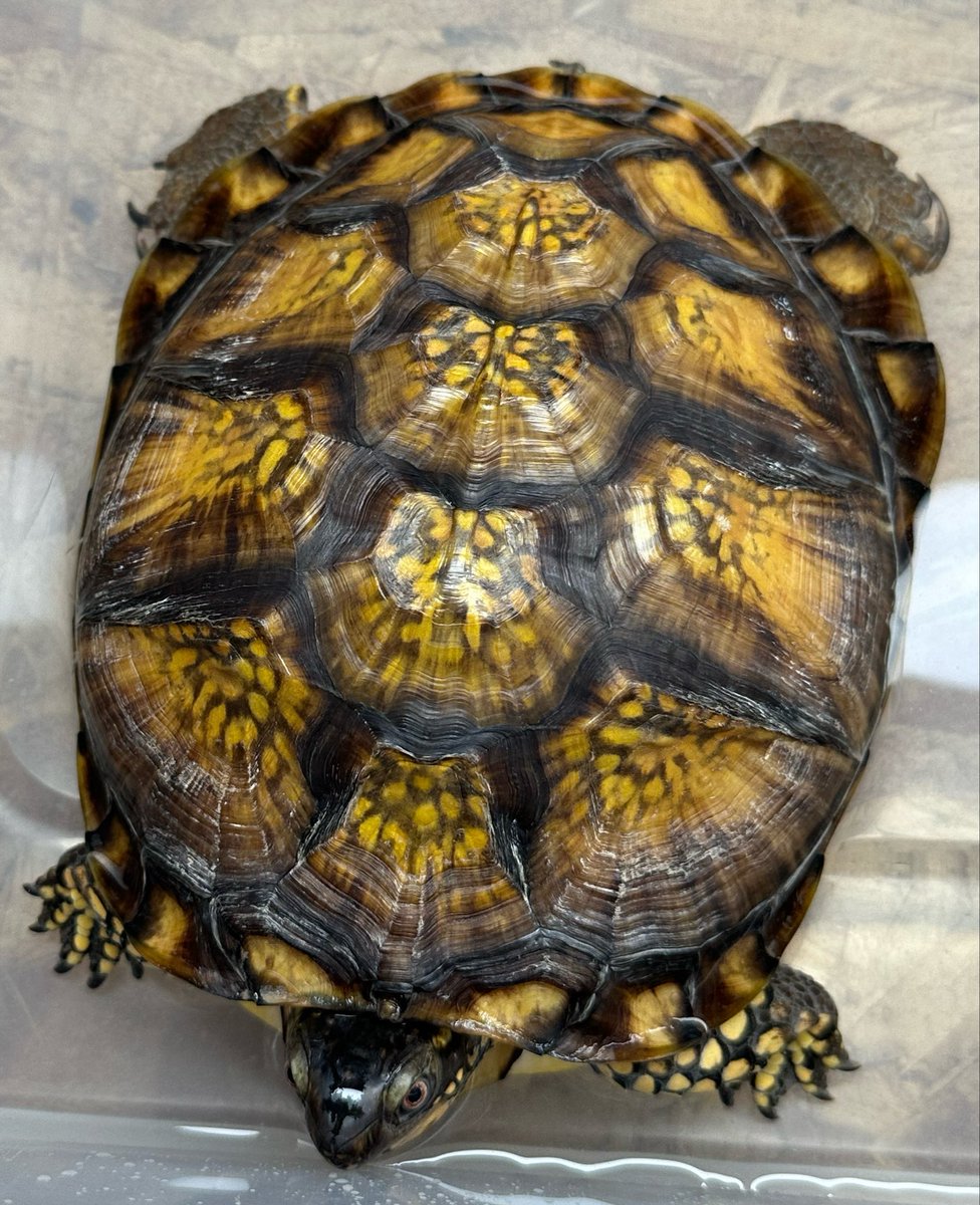 animal_KOBAR's tweet photo. ガルフコーストハコガメでっかいオス入荷しました🐢
メスをお持ちの方、是非繁殖にチャレンジしてみて下さい👍
甲羅もキレイで、顔はイケメンです🫣
フードとコオロギ食べてます🦗
#札幌爬虫類 #animalkobar #アニマルコバー #コバー #札幌爬虫類ショップ #ガルフコーストハコガメ https://t.co/hSsYuj4A4B