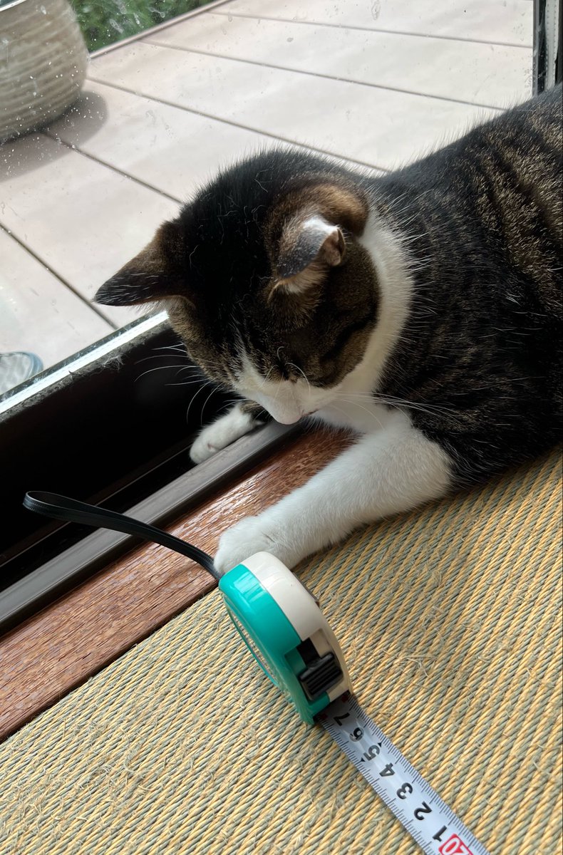 wukiwuki5's tweet photo. ラグ買い替えのため採寸中。
採寸を察知して、両端を担当する2名。
助手が��秀すぎる😆

#ねこ #猫好きさんと繋がりたい 
#ねこのいる生活 #キジシロ https://t.co/2tiD1UBrin