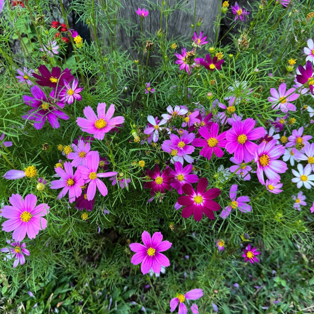 looser_p's tweet photo. 🐞🌸🌱 https://t.co/LOm00mPW2O