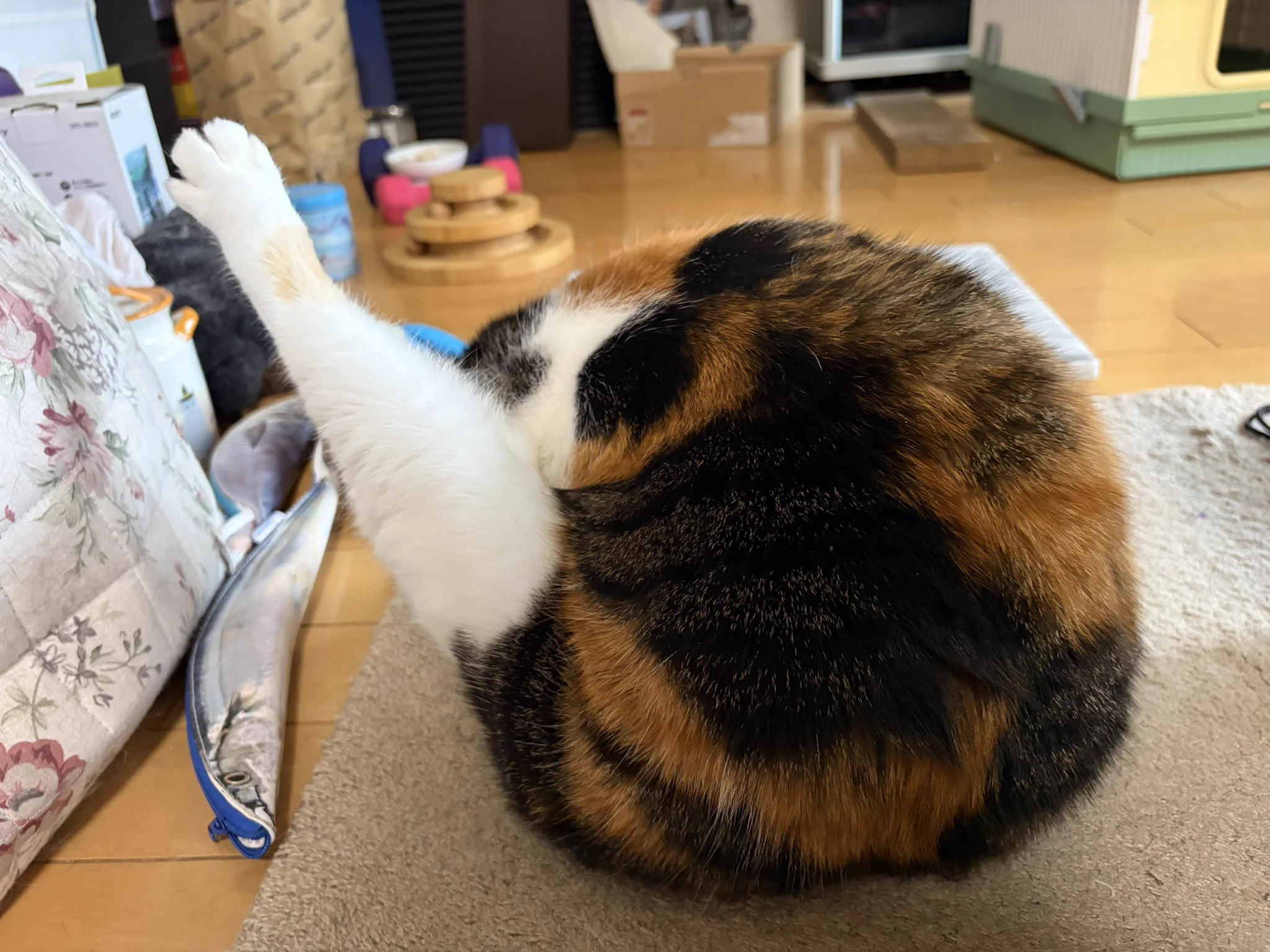 じゃむ猫 on X: 