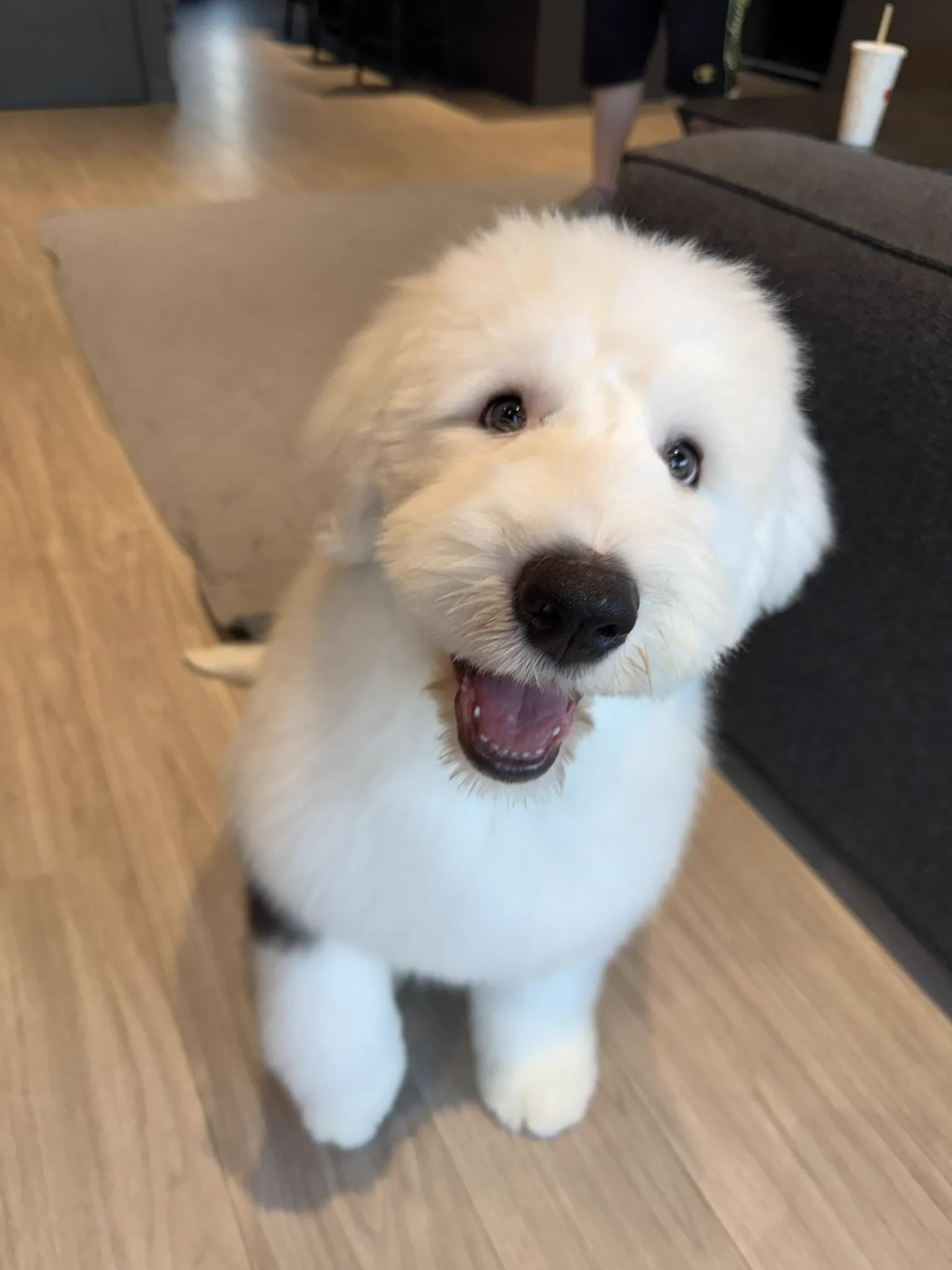 犬席屋 on X: 