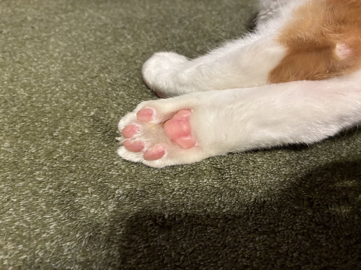 Cat_Designyer tweet picture