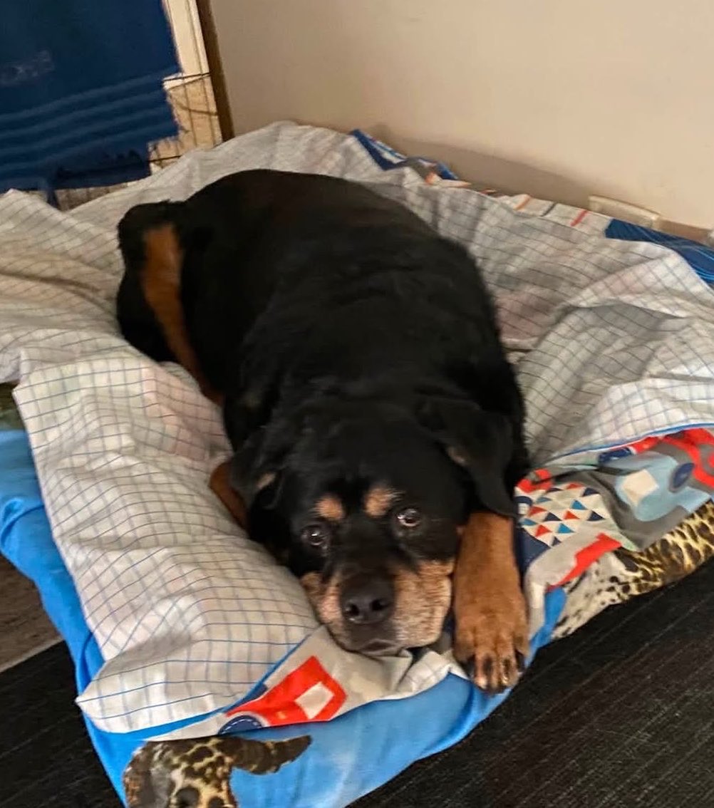UnicrnShtMttrs's tweet photo. This is Stevie. She produced beautiful babies with excellent temperaments, #BossTheRotty was one of them. She is also #ChicoTheRotty ‘s great great grandma. Today at a glorious old age of 15 she earned her angel wings. Farewell you magnificent old bitch. 😢🙏🌈 https://t.co/UsJgkGf9K5