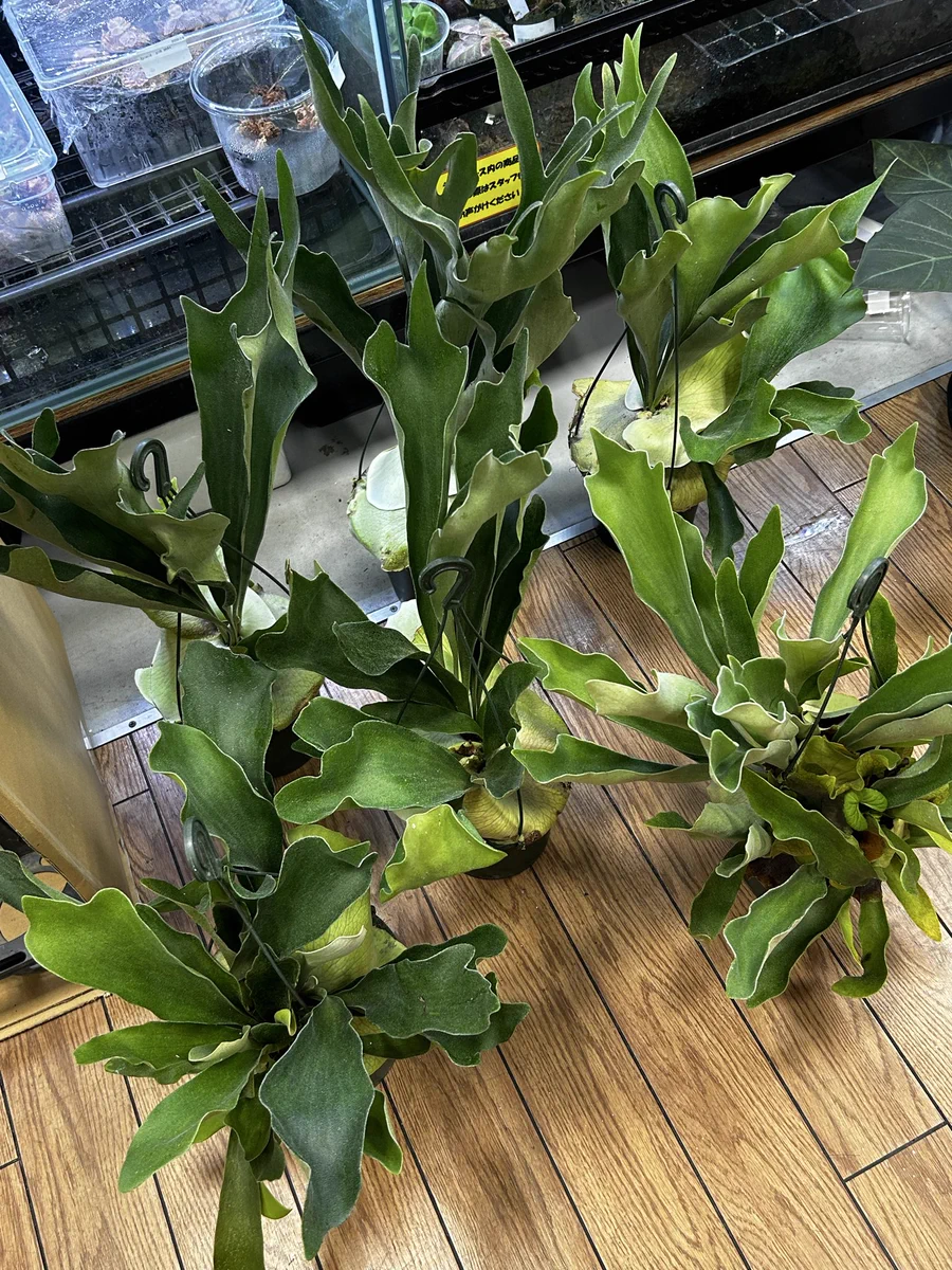 かねだい足立店 on X: 