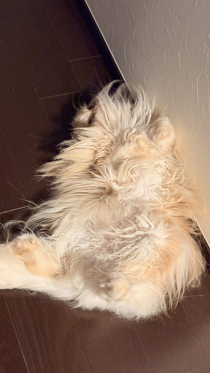ton_cathouse's tweet photo. 多分猫です
#猫 #cat #猫写真 #猫好き #ねこ #にゃんこ #catsoftwitter #猫がいる幸せ #猫との暮らし https://t.co/99sOgJZl6i