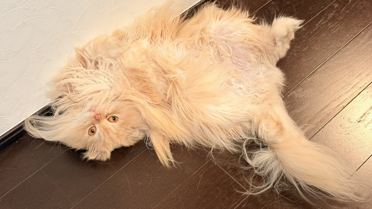 ton_cathouse's tweet photo. 多分猫です
#猫 #cat #猫写真 #猫好き #ねこ #にゃんこ #catsoftwitter #猫がいる幸せ #猫との暮らし https://t.co/99sOgJZl6i