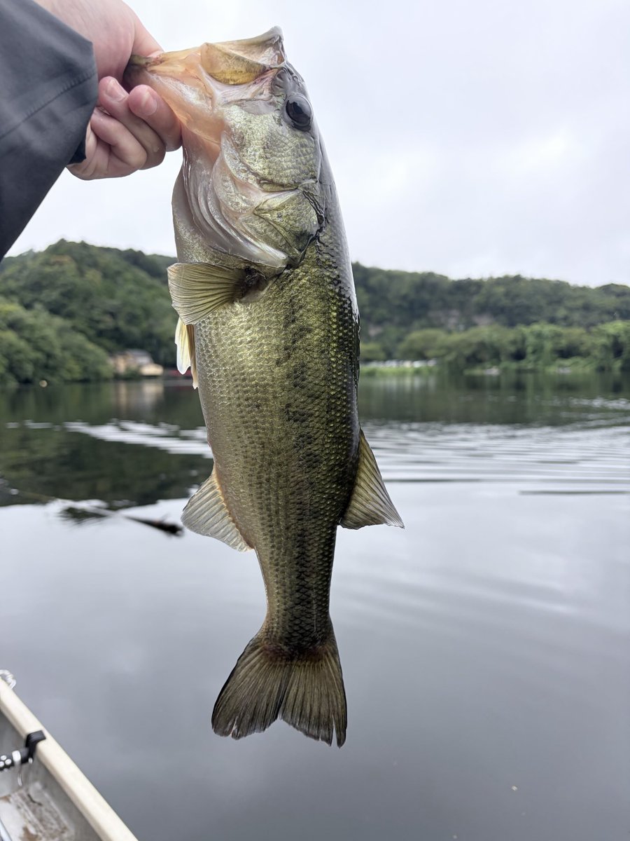 otasobass's tweet photo. やっと久しぶりに三島湖へ。

ミミキング8.8、ドラビキャロで5本、最大44cm🎣

午後は渋く、満水＆クリア、水温も落ち着き、秋めいてきたのか魚の居場所を絞りきれず、、

久しぶりにスピニングを投入、ブレーバーマイクロ＆ラクシュミで子バスはエンドレスに釣れて癒されました☺️ https://t.co/ekRgEcy6rX