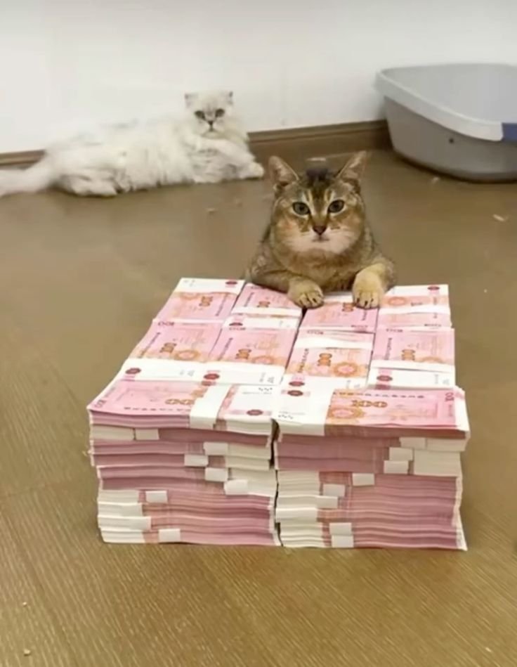 MeiMeiOnRH's tweet photo. how i feel after buying $MeiMei and retiring my bloodline. https://t.co/qGf0g2DQnm