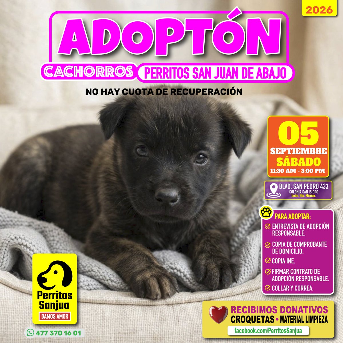 iguanomayor's tweet photo. En este #SábaditoAlegre tenemos nuestro #AdoptónCachorros de #PerritosSanjua y tenemos muchas opciones para que puedas adoptar.

Ayúdanos a compartir para que nuestro adoptón les llegue a las personas que indicadas.

#AdoptaNOCompres #EsterilizarSalvaVidas.  .
#AdoptónPerritosSanjuanDeAbajo #AdoptónPerritosSanjua #AdoptónCachorros #Cachorros #AdoptonesLeónGto