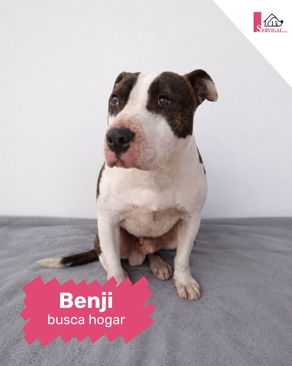 SosAbuelos1's tweet photo. #ACoruña
Así.... con la mirada perdida en el infinito... #BENJI es un maestro para salir en la foto guapísimo 😍

Es pura alegría. A sus 7 años tiene la vitalidad de un cachorro. Le encanta jugar y la compañía, ya sea de las personas o de otros peludetes.

Contacto: 981 679 083 https://t.co/Xh8tjGxZWr