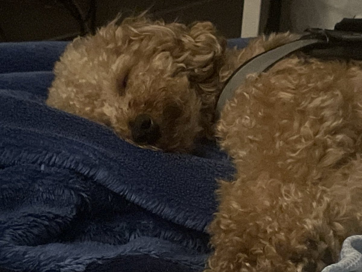 back_door_cut's tweet photo. かわいいオトウット🐶 https://t.co/Vye1AJ8muC