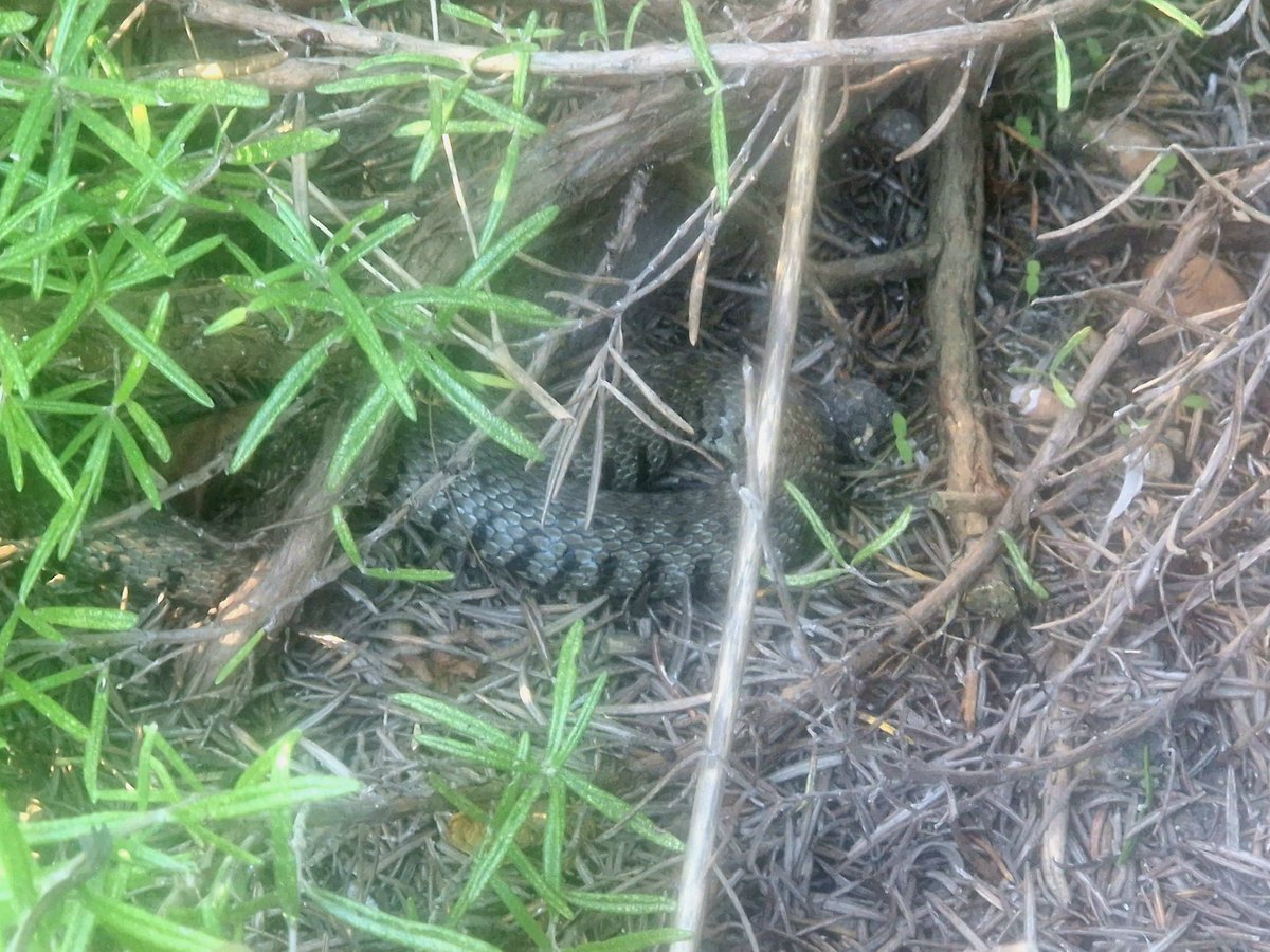 EdnaBrownrxbu's tweet photo. Uhm, can anyone confirm, is this an adder? It's about 1 inch diameter and about 45cm long and its in the garden. The Hellhound has just gone beserker. #Snake #venomous #adder #adderuk #venomoussnake https://t.co/stqXM21Nen