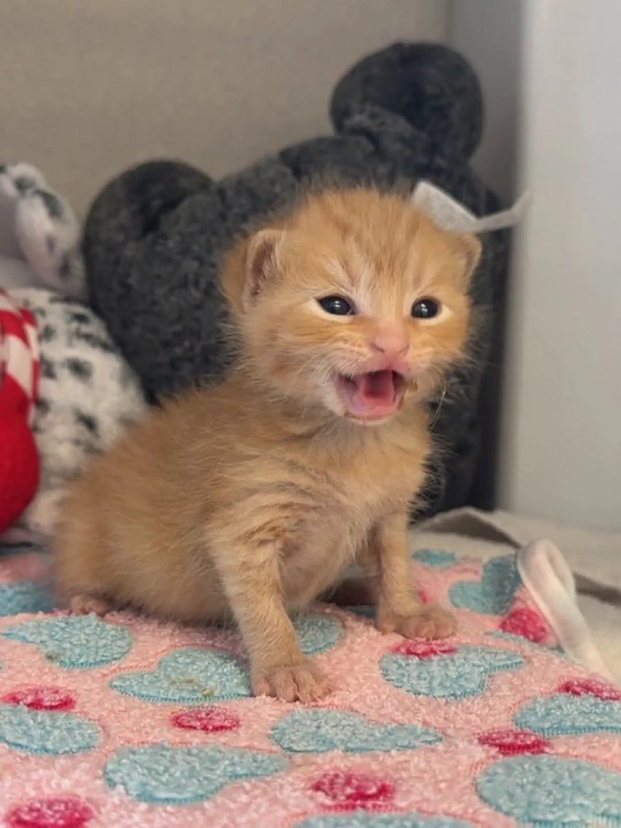 arsivmeow's tweet photo. böyle hayat mı olur yeter be https://t.co/hf2rL3vRj8